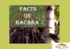 Health Facts On Bacaba Fruit FACTS oN BACABA