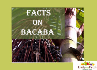 Health Facts On Bacaba Fruit FACTS oN BACABA