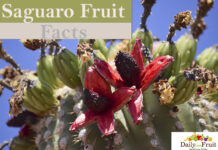 Interesting Facts On Saguaro Fruit FActs-On-saguaro-fruit