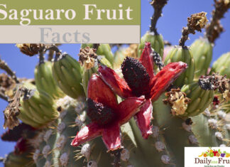Interesting Facts On Saguaro Fruit FActs-On-saguaro-fruit