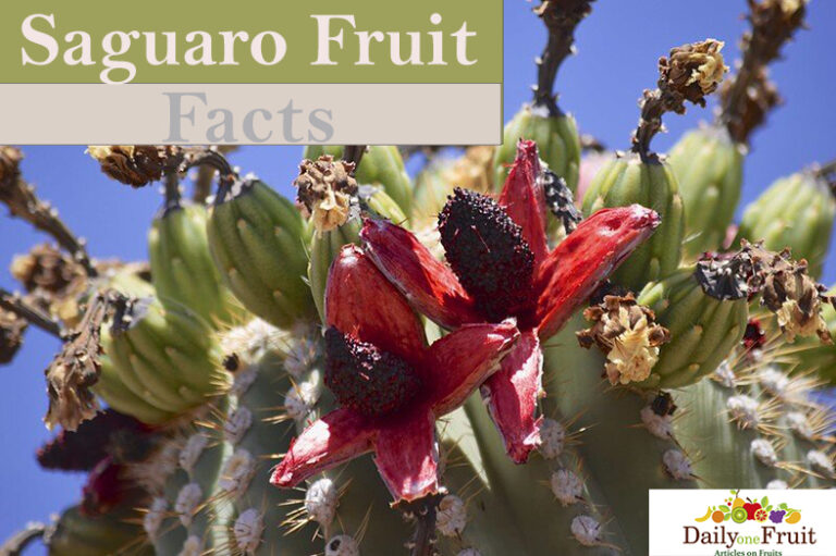Interesting Facts On Saguaro Fruit - dailyonefruit