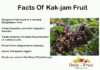 Interesting Facts Of Kakjam Fruit Facts-Of-Kakjam-Fruit