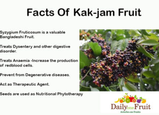 Interesting Facts Of Kakjam Fruit Facts-Of-Kakjam-Fruit