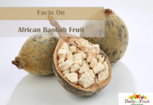 Facts On African Baobab Fruit Facts On African Baobab Fruit