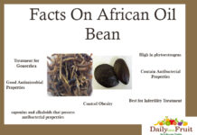 Facts On African Oil Bean Facts On African Oil Bean