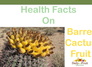 Health Facts On Barrel Cactus Fruit Health Facts On Barrel Cactus