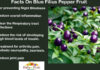 Facts On Blue Filius Pepper Facts On Blue Filius Pepper Fruit