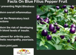 Scientific Botanical Names of Fruits Facts On Blue Filius Pepper Fruit