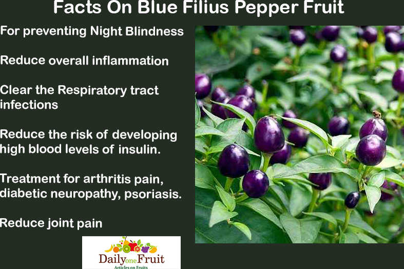Facts On Blue Filius Pepper Fruit