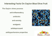 Amazing Facts On Blue Olive Fruit Facts On Blue Olive Fruit