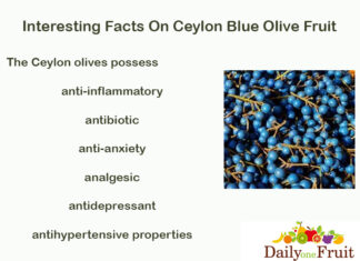 Amazing Facts On Blue Olive Fruit Facts On Blue Olive Fruit