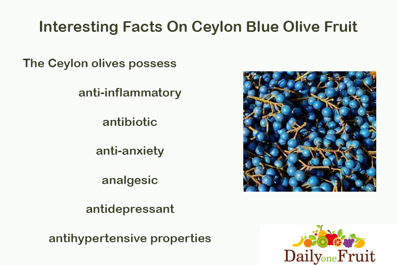 Facts On Blue Olive Fruit