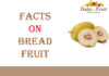 Interesting Facts On Bread Fruit Facts On Bread Fruit