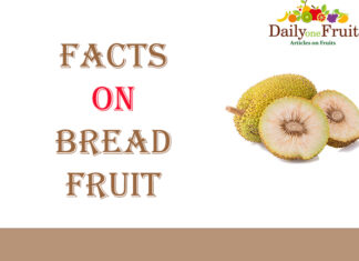 Interesting Facts On Bread Fruit Facts On Bread Fruit