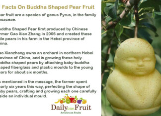 Facts On Buddha Shaped Pear Fruit Facts On Buddha shaped Fruit