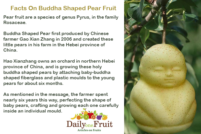 Facts On Buddha shaped Fruit
