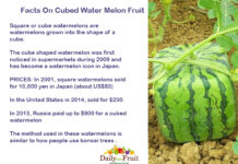 Facts On Cubed Water Melon Fruit Facts-On-Cubed-Water-Melon-Fruit
