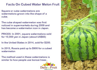 Facts On Cubed Water Melon Fruit Facts-On-Cubed-Water-Melon-Fruit