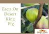 Facts On Desert King Fig facts on desert king fig