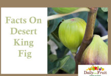 Facts On Desert King Fig facts on desert king fig