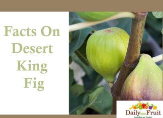 Facts On Desert King Fig facts on desert king fig