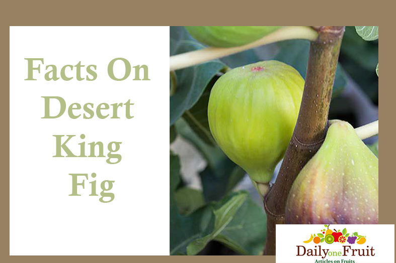 facts on desert king fig