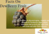 Health Benefits Of Dewberry Fruit Facts On DewBerry fruit