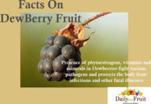 Health Benefits Of Dewberry Fruit Facts On DewBerry fruit