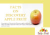 Facts On Discovery Apple Fruit Facts On Discovery Apple Fruit