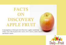 Facts On Discovery Apple Fruit Facts On Discovery Apple Fruit