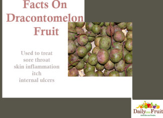Health Facts On Dracontomelon Fruit Facts-On-Dracontomelon