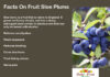 Interesting Facts On Sloe Plums Facts On Fruit Sloe berry