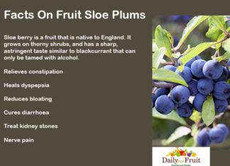 Interesting Facts On Sloe Plums Facts On Fruit Sloe berry