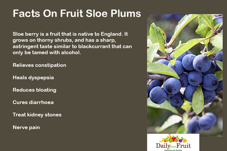 Facts On Fruit Sloe berry