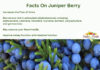 Health Facts On Juniper Berry Health Facts On Juniper Berry