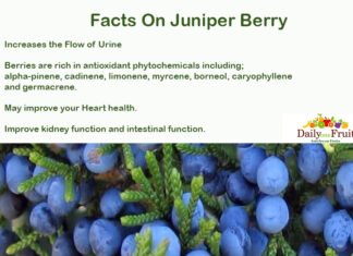 Health Facts On Juniper Berry Health Facts On Juniper Berry