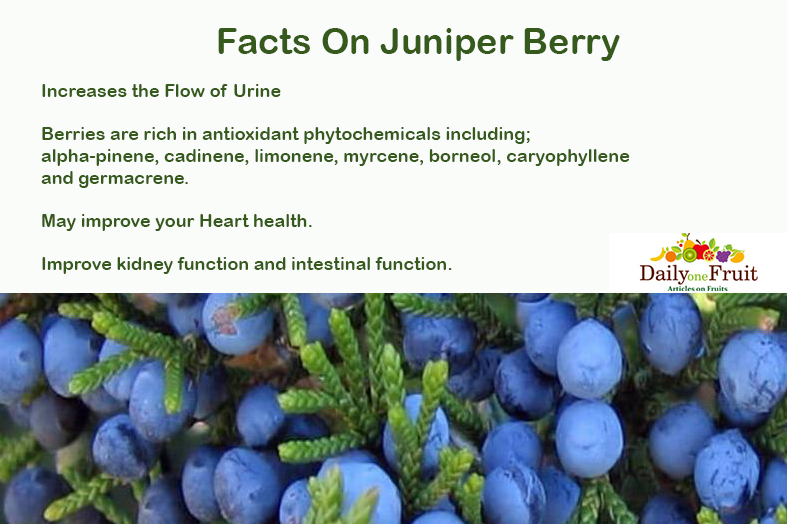 Health Facts On Juniper Berry