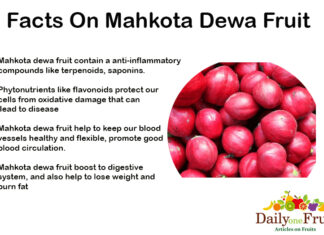 Facts On Mahkota Dewa Fruit Facts On Mahkota dewa fruit