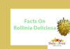 Interesting Facts On Rollinia Deliciosa Fruit Facts On Rollinia Deliciosa