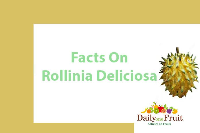 Interesting Facts On Rollinia Deliciosa Fruit - dailyonefruit