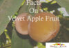 Facts On Velvet Apple Mabolo Fruit Facts On Velvet Apple Fruit