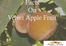 Facts On Velvet Apple Mabolo Fruit Facts On Velvet Apple Fruit