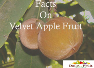 Facts On Velvet Apple Mabolo Fruit Facts On Velvet Apple Fruit