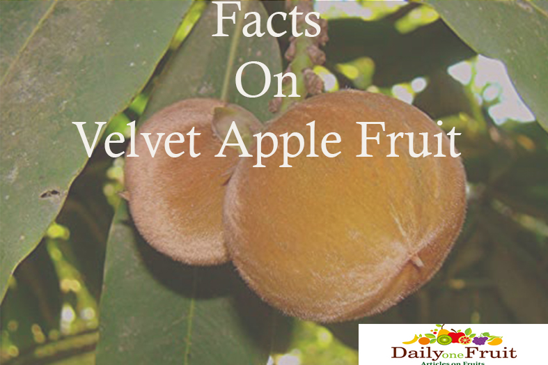 Facts On Velvet Apple Fruit
