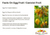 Interesting Facts On Egg Fruit Facts-On-egg-Fuit