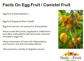 Interesting Facts On Egg Fruit Facts-On-egg-Fuit