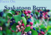 Interesting Facts On Saskatoon Berry Facts On saskatoon berry