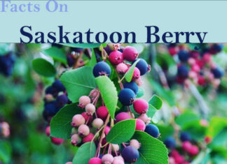 Interesting Facts On Saskatoon Berry Facts On saskatoon berry