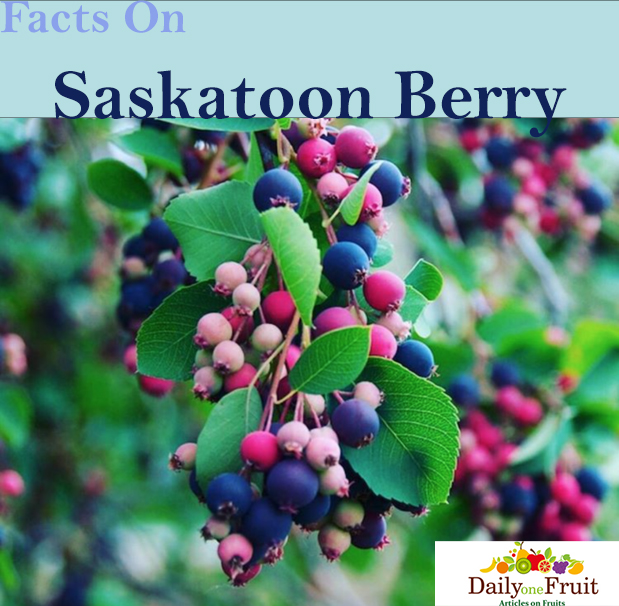 Facts On saskatoon berry