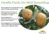 Facts On SweetSop Fruit Facts-On-wild-sweetsop
